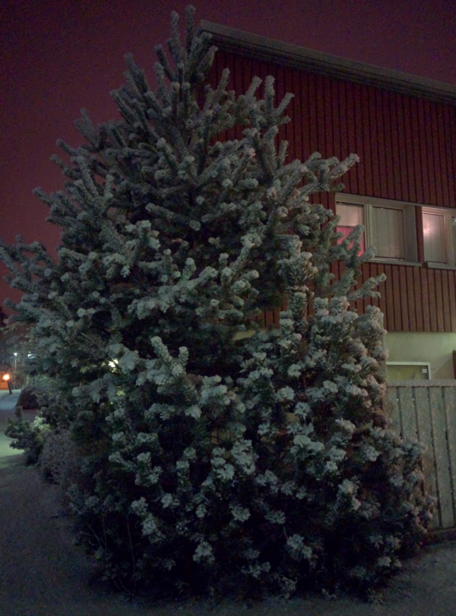 天然的圣诞树